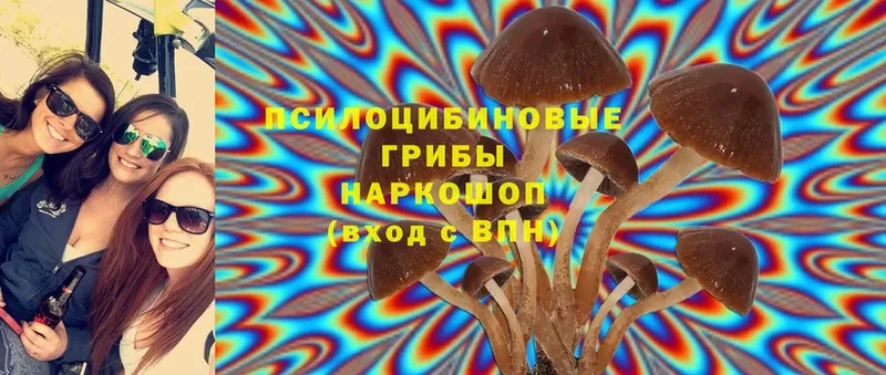 Галлюциногенные грибы Psilocybine cubensis  Богородицк 